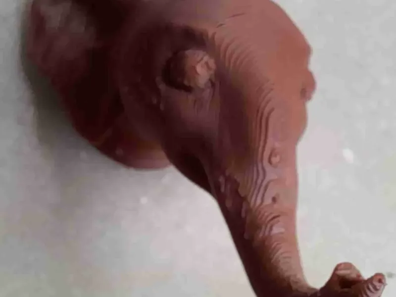 Baby Eliphant Wall Hook,