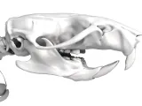 Rat_Skeleton – Realistic Detailed Rodent Bone Structure-1