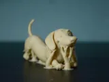 Dachshund-5