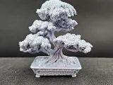 bonsai tree 10-5