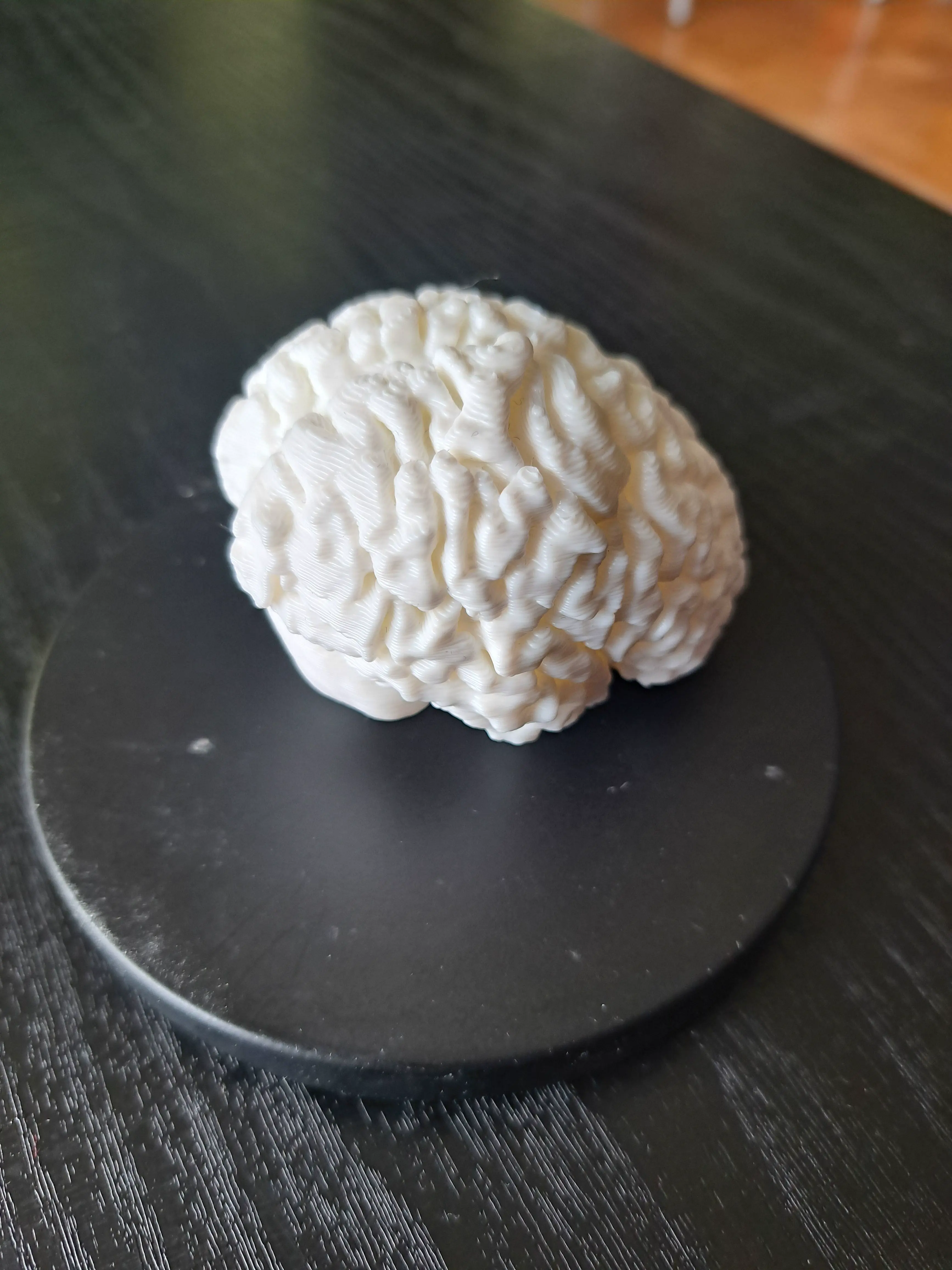 Cerebro humano (simplificado para impresión)