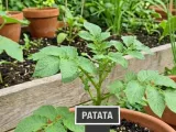 Potato Plant Sign-1