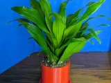 Convertible Mountain Pot-1