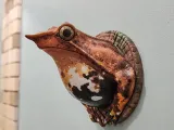 DARWIN WALL FROG-4