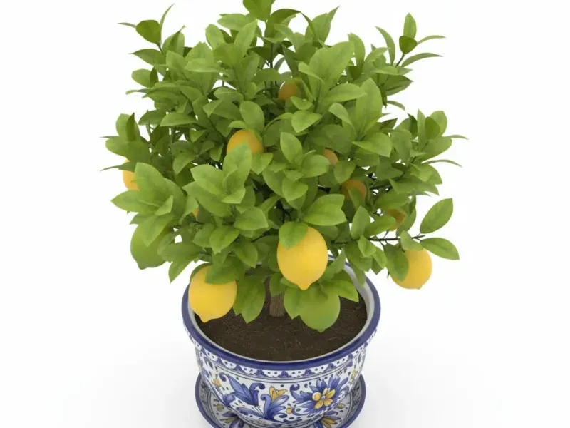lemon-tree