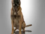 MINIATURE MALINOIS -1