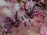 Flutterfly The Butterfly-3
