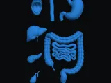 Parts of Human Digestive System -0