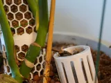 RootDock Planter - Direct-to-Soil Propagation Pod-8