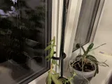 Plant Stake with supporting ring-1