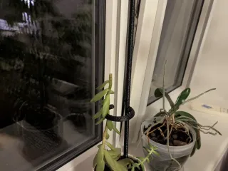 Plant Stake with supporting ring