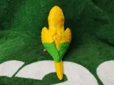 Golden Conure-3