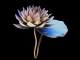 Lotus flower-1