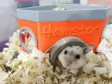 Hamster home-0