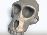 Monkey Skull 3D Model - Primate Anatomy Sculpture-9
