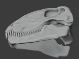 Dimetrodon Skull-6