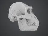 gorilla skull-1