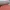 Terrain Roller - Tree Bark 02