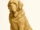 old dog mastiff / são Bernardo -0