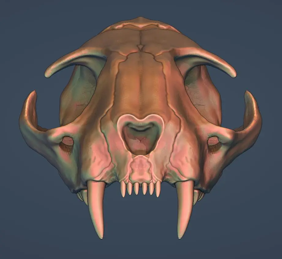 Modèle 3D du crâne de chat