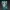 Elven kitten is magical