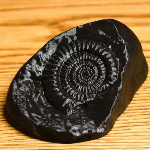 Ammonite Fossil