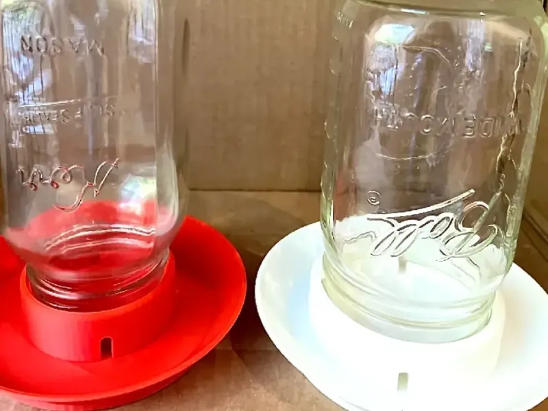 chicken water 