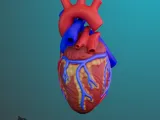ANATOMIA INIMII PENTRU EDUCAȚIE-1