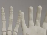 Human Hand Anatomy Bones 3D Print Model-6