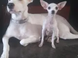 perritos-0