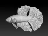 BETTA FISH-4