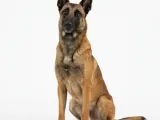 MINIATURE MALINOIS -0