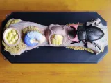 Stag Beetle Life Cycle – Educational Model-2