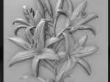 lily flowers-0
