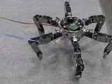 Little Spider-1