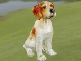 Dog Epagneul Breton-1