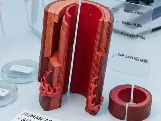 Макет вены человека , для обучения .