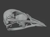 Bellbird Skull-7
