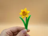 Daffodil Flower-2