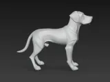 Rhodesian dog-4