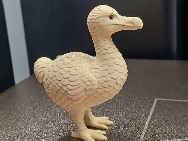 Chonky Dodo