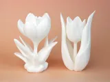 Tulip-5