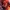 Samiho Studios - Red-Haired Shanks: STLs ready for printing