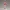 Scarlet Pep Rally Tease – Ecchi Cheer Glam