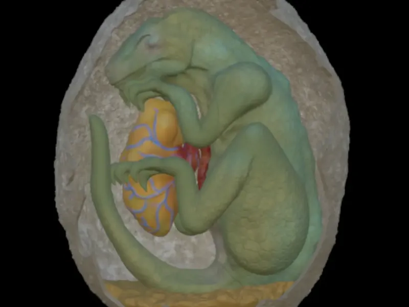 Dinosaur Egg Embrio 