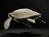 Green sea turtle-2