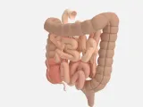 Modelo Anatômico do Sistema Intestinal-1