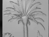 palm tree-0