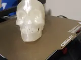 Skull Imported from Microsoft 3D Builder-6