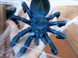 Articulated Tarantula-2